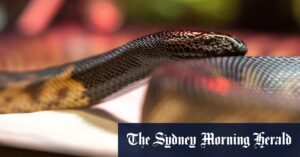 Francis Greenway Correctional Complex in Berkshire Park houses seized reptiles for rehabilitation by inmates
