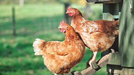 More Americans seek chicken coops for eggs at home, plus wild message in a bottle washes up