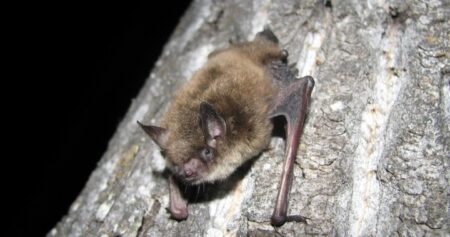 Toronto Public Health seeks person who handled potentially rabid bat