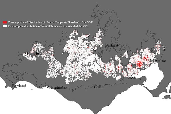 Grasslands before and after European settlement in the Victorian volcanic plains region in western Victoria. 