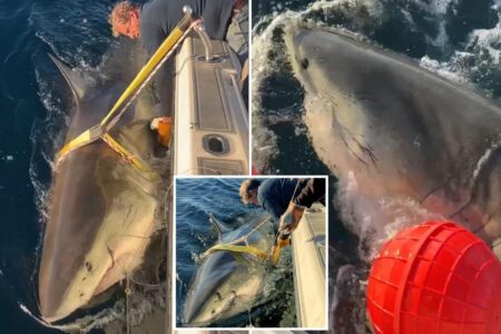 Biggest great white shark ever recorded in Atlantic tracked off North Carolina coast