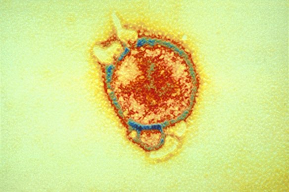Hendra virus spilled into humans and horses from fruit bats.