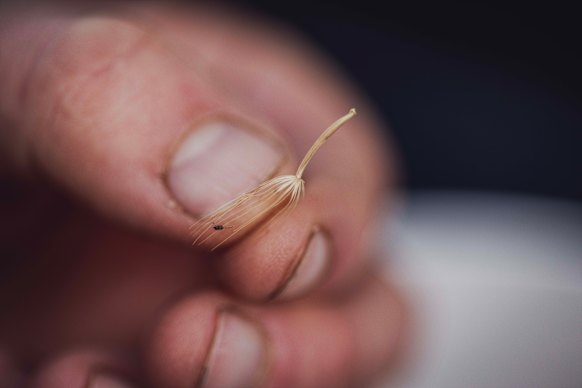 A murnong seed that will be replanted. 