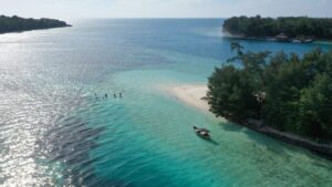 ‘Cat island’ in Java Sea? Jakarta mulls moving stray felines offshore but experts flag concerns
