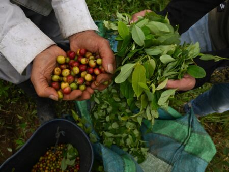 Photos: Aiming a blow at narcos, Colombia pays farmers to uproot coca