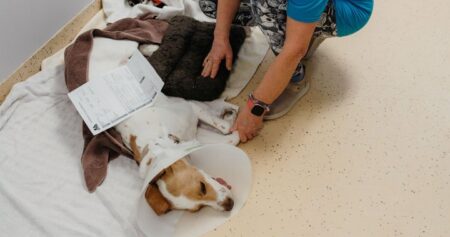 Ontario animal shelter ‘bursting at the seams,’ taking care of pets in hallways