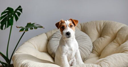 ‘Time is critical’: Ontario charity warning about deadly outbreak impacting dogs