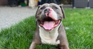 B.C. dog at centre of court case that lawyer calls ‘outrageous’