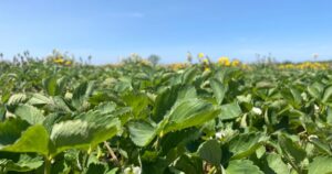 Quebec farmers expected to face heavy storms, hot and humid weather this summer