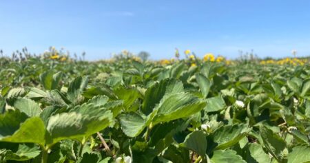 Quebec farmers expected to face heavy storms, hot and humid weather this summer