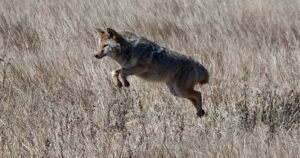 Police issue warning after coyote bites 12-year-old boy north of Toronto