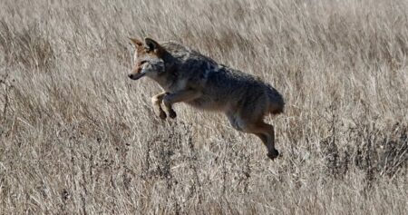 Police issue warning after coyote bites 12-year-old boy north of Toronto
