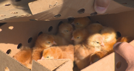 A thousand baby chicks flown from Alberta to Kelowna amid looming Canada Post strike
