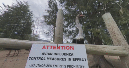 Ostrich cull order temporarily paused at Edgewood, B.C. farm as owners head to court