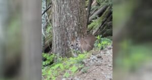 Cougar activity prompts closure of Whistler bike park trails