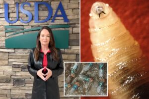 US government to build .5M fly breeding factory to mass produce millions of flesh-eating parasites — here’s why