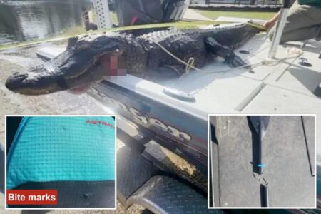 Alligator nearly chomped off kayaker’s arm — before nearby hero poked it in the eyes