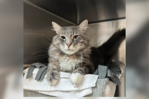 Cat Returned to Shelter for Being Too Needy—Then Everything Changed