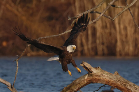 Doctor Discusses Fishy Surgery That Saved Bald Eagle’s Life