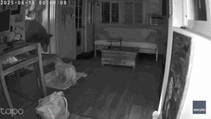 Security footage shows dog’s dramatic showdown with full-sized bear inside California home
