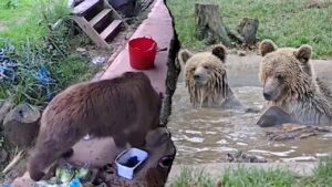 Bears escape wildlife park enclosure and feast on week’s worth of honey