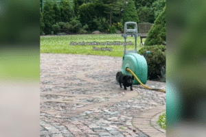 Owner Cries As Senior Dachshund Sticks to Her ‘Little Path’ in Yard