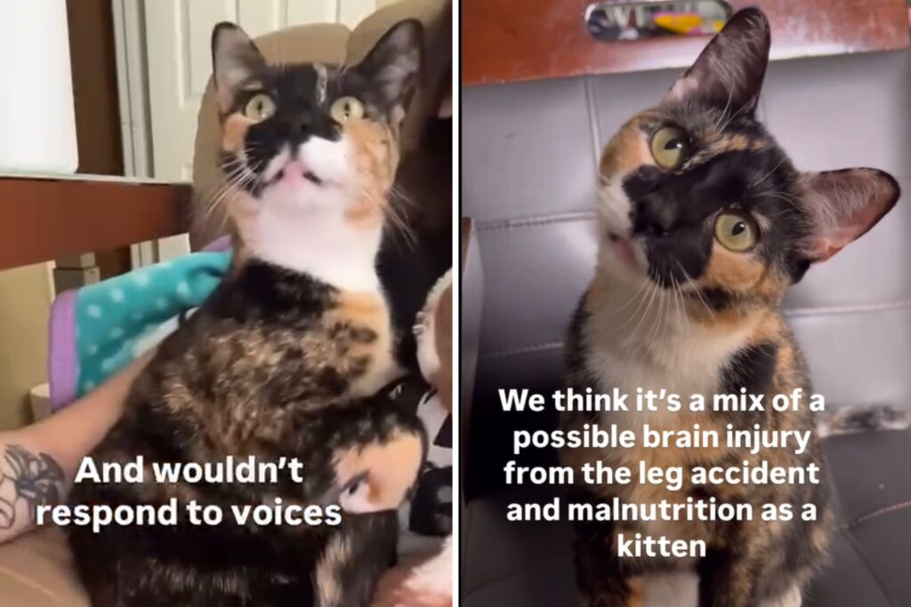 Woman Adopts Rescue Cat, Gets Home and Realizes Something ‘Wasn’t Normal’
