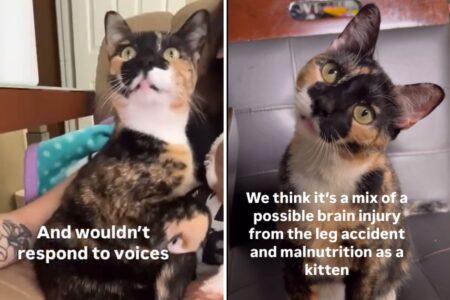 Woman Adopts Rescue Cat, Gets Home and Realizes Something ‘Wasn’t Normal’