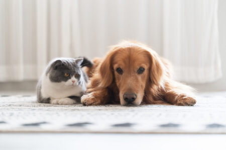 Golden Retriever Puppy Wants To Look at Cat Sibling but There’s a Problem