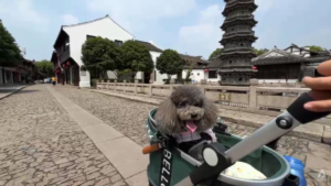Paws on board: China expands high-speed train access for pets as ownership booms