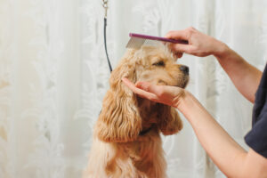 Cocker Spaniel Has Ears Brushed by Owner, What He Does Next Goes Viral