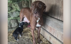 Neglected Mom Dog ‘Gave Everything’ So Puppies Could Live—Now It’s Her Turn