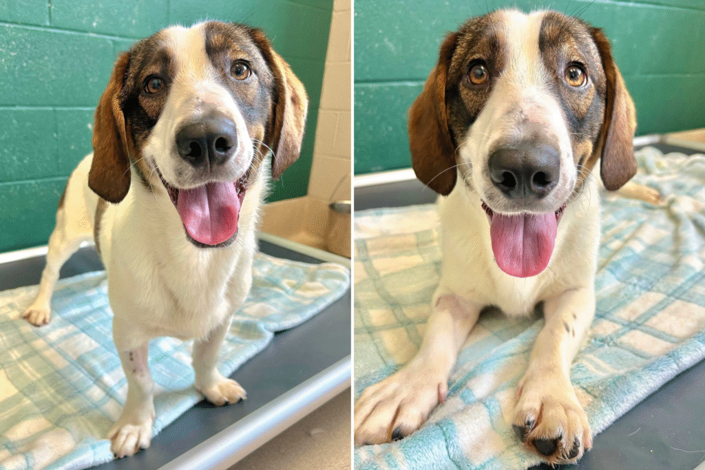 Friendly Rescue Dog Returned To Shelter Twice for Being ‘Too Playful’