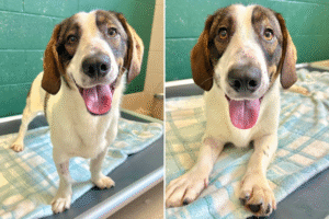 Friendly Rescue Dog Returned To Shelter Twice for Being ‘Too Playful’