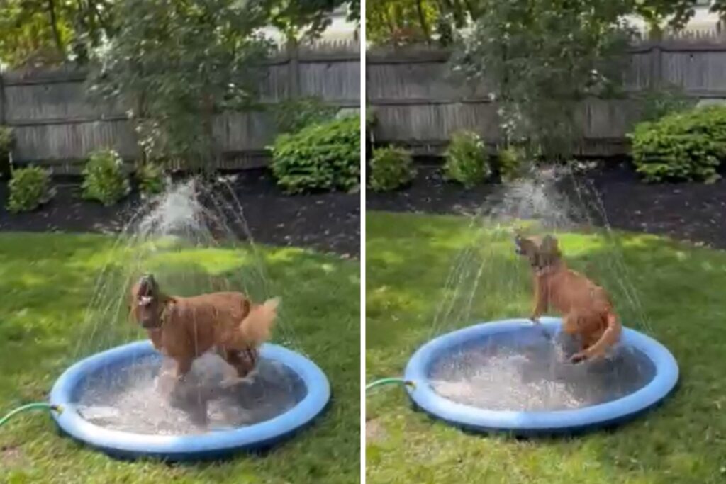 Dog’s ‘Pure Joy’ as Owner Sets Up Splash Pad in Yard Wins Pet of the Week