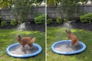 Dog’s ‘Pure Joy’ as Owner Sets Up Splash Pad in Yard Wins Pet of the Week