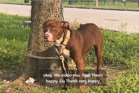 Neighbors Find Dog Tied Up to a Tree, by Evening ‘They Knew’ the Truth