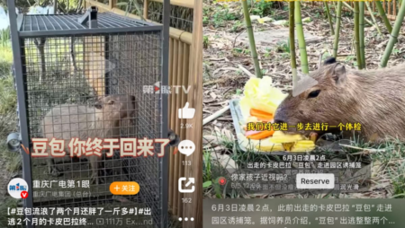 Return of Doubao: Chinese netizens rejoice at return of fugitive capybara