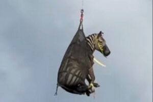 Escaped Zebra Captured, Airlifted After Week on the Loose