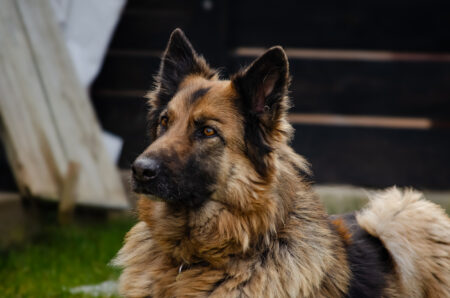 Owner Tries ‘Gentle Parenting’ on Foster Dog—German Shepherd Has Thoughts