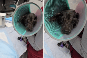 Cops Called To Handle Dog Dead ‘For Days,’ Not Prepared for What They Find