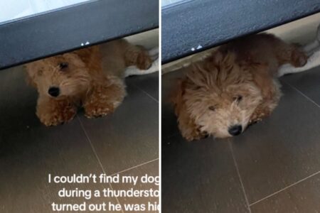 Owner Cannot Find Maltipoo During Thunderstorm—Tears Over Who He’s With
