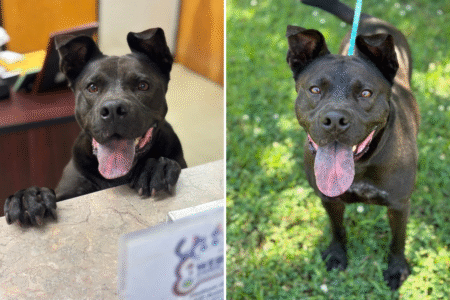 Tears Over Face of Shelter Dog Still “Patiently Waiting” After 1,208 Days