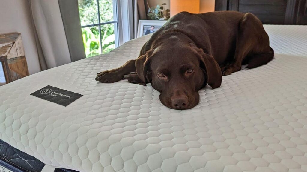 I Was Overwhelmed by Mattress Shopping. This 4 Mattress Topper Bought Me a Few More Comfortable Years