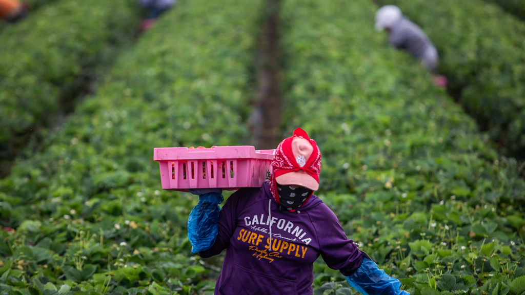 Trump urges ‘temporary pass’ from immigration crackdown for key industries: ‘I cherish our farmers’