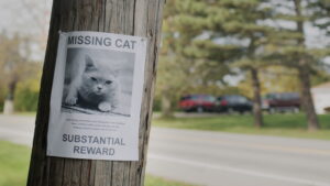 Cat Goes Missing for 5 Weeks—Then Owner Hears a Thump at the Door
