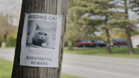 Cat Goes Missing for 5 Weeks—Then Owner Hears a Thump at the Door
