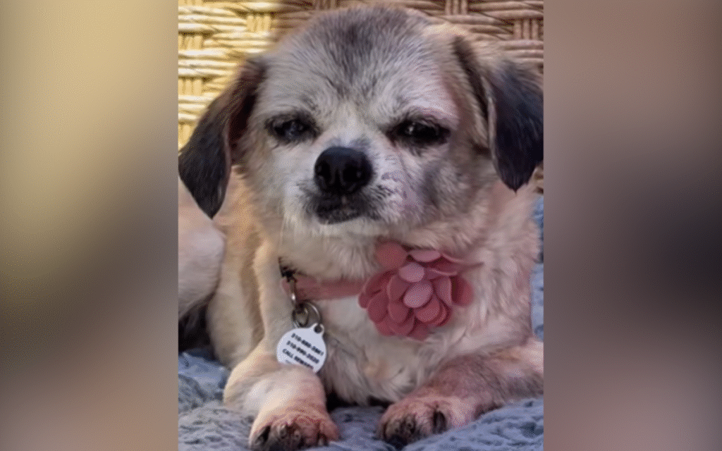 Senior Dog’s Microchip Leads Shelter to Owner, But a Cruel Twist Awaits