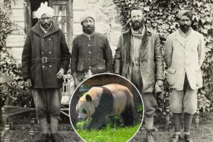 How the sons of Teddy Roosevelt discovered the mythical Giant Panda