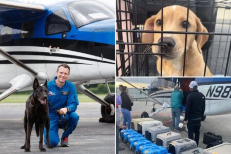 Exclusive | Hero NYC pilot dedicates his life to rescuing thousands of unwanted animals: ‘We want to save them all’